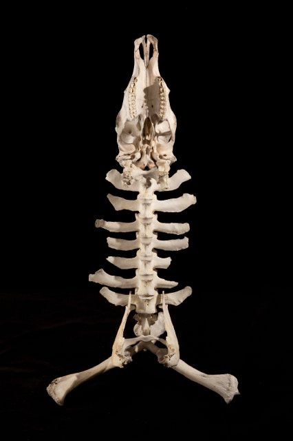Photo-Joshua White 2010-6562.jpg - "Skeleton Guitar Stand" 25 x 50 x 28" Cow Skull and Bones, Epoxy Clay on Aluminum Stand  2011