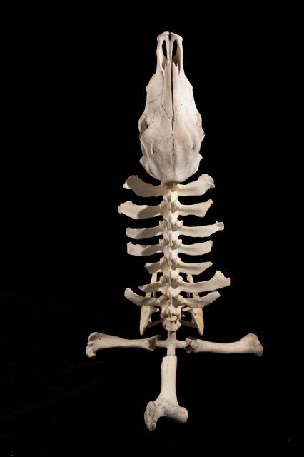 Photo-Joshua White 2010-6565.jpg - "Skeleton Guitar Stand" 25 x 50 x 28" Cow Skull and Bones, Epoxy Clay on Aluminum Stand  2011