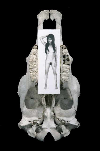 The Beautiful & The Dead II(B).JPG - "The Beautiful and the Dead III"  7 x 19 x 7"  Cow Skull, Photograph Attached to Wood  2008 (Photograph Developed by Jennifer Hart Biagiotti)